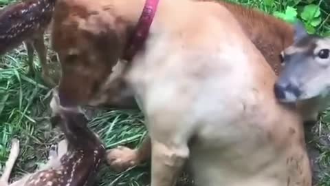 This video contains extreme LOVE 💕