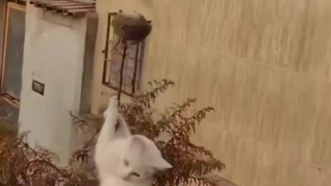 Funny Animal Video