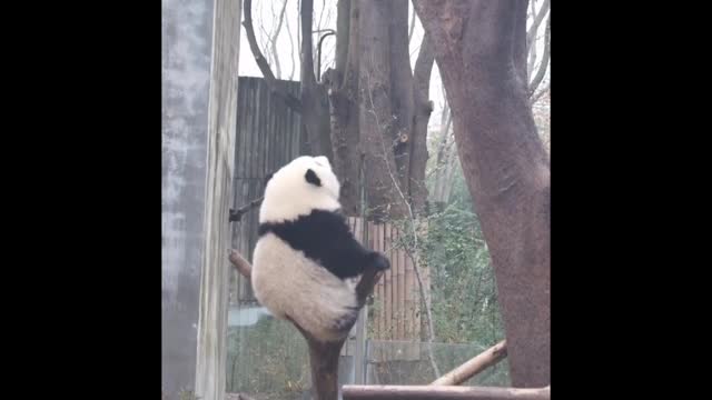 Panda rests on a tree