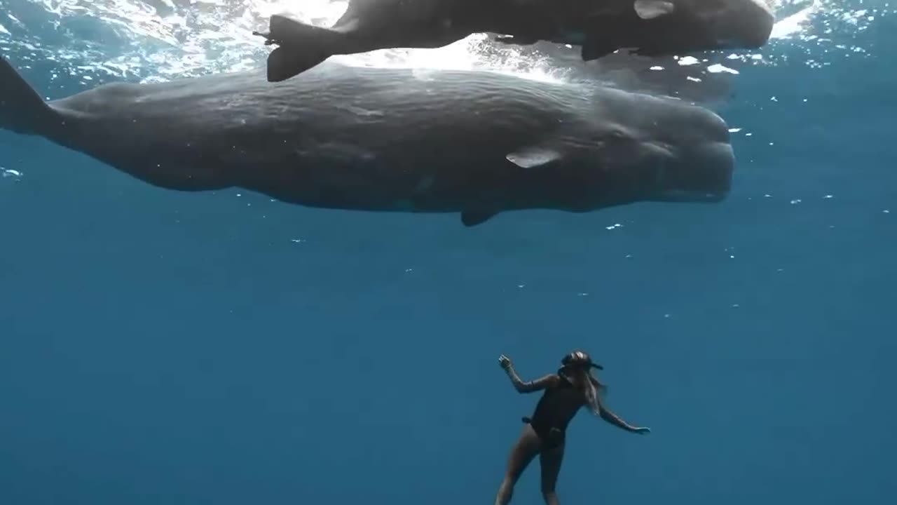 whale in Mauritius is the sperm whale. Swimming with them is completely safe.