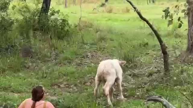 Woman Rescues Calf From Creek