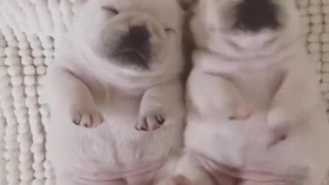 Funny Pets Moment #20