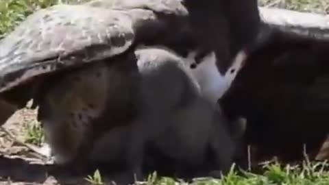 Hawk attack on warthog#shorts #hawk