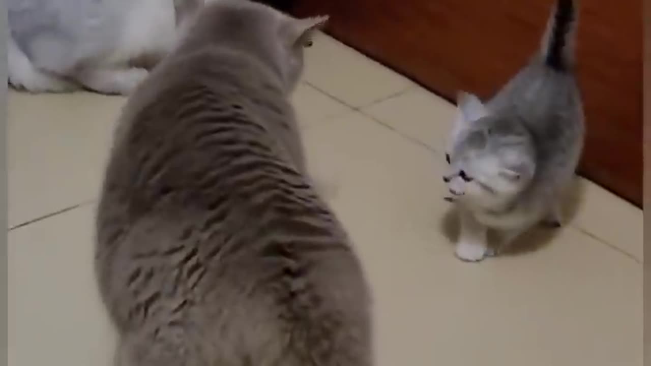 Funny Cute Cat