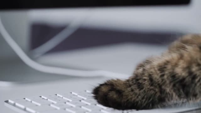 Tabby cat is typing text on a computer keyboard