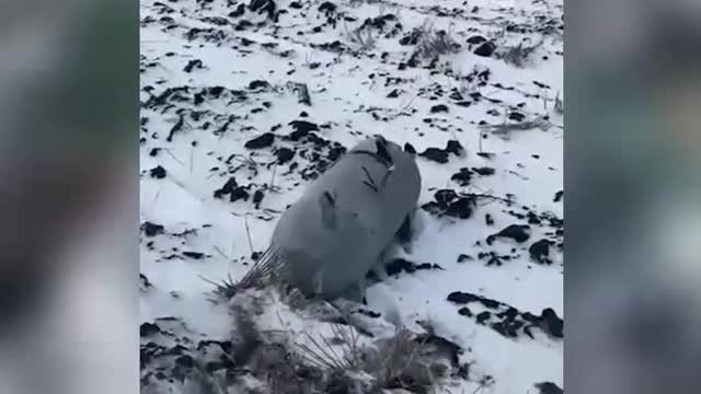 Objavljeni snimci sa mesta pada neidentifikovanog objekta