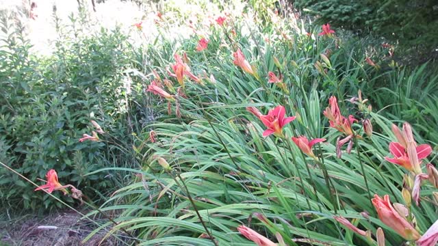 Damage to flowers by noise from a nearby lobster processor 2022