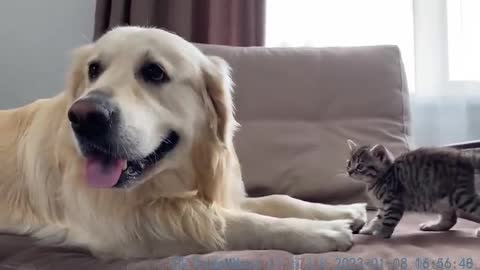 Golden Retriever Confused by Meeting a Baby Kitten