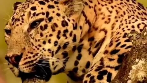Wildlife in closer view with a natural perspective.