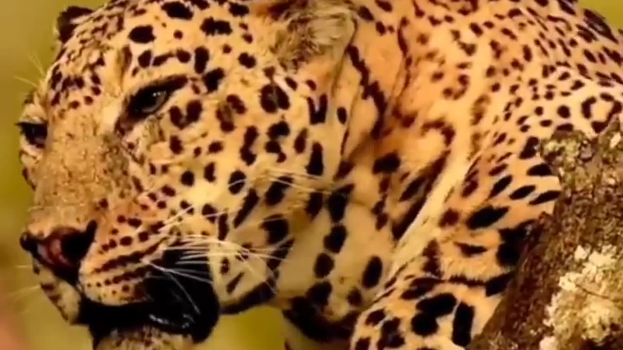 Wildlife in closer view with a natural perspective.