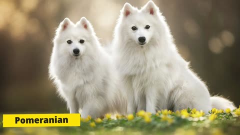 Top 10 White Dog Breed Easily Available in India 2022