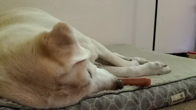 Hot Dog Wakes up Snoring Labrador