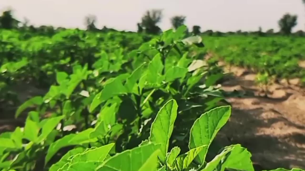 Nature