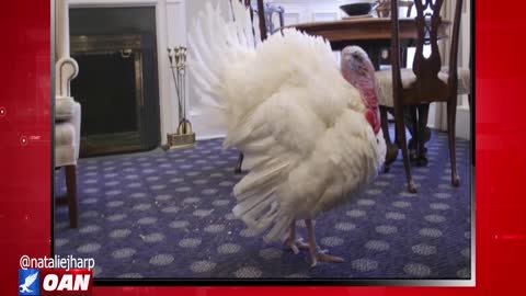 The Real Story - OAN Fate of the Turkey's