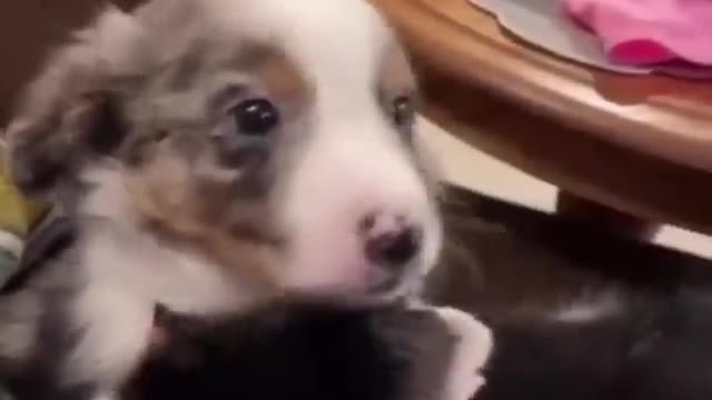 Cute Dogs🐶Funny Fail ops Moments Viral Clips