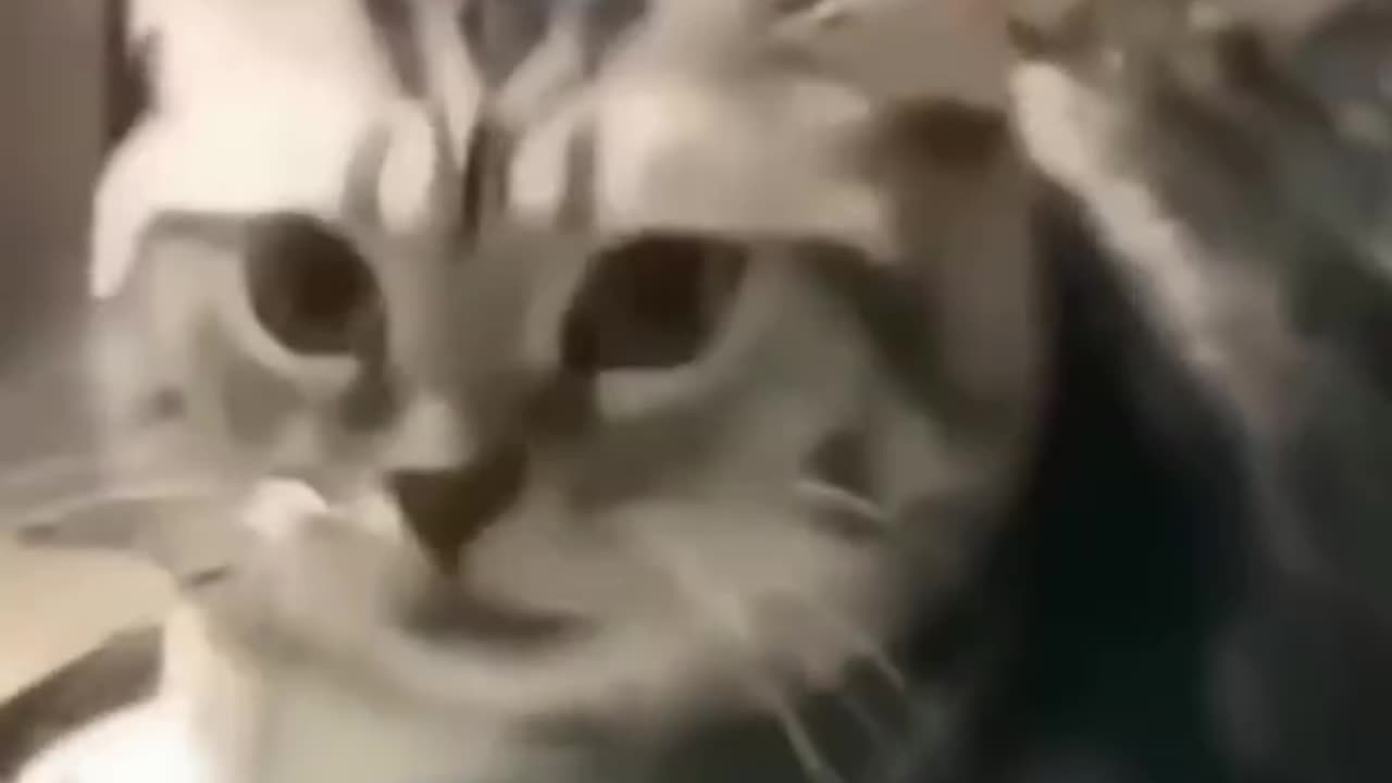 Cute Angry cat