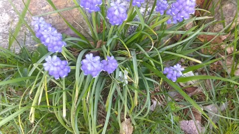 Garden grape-hyacinth