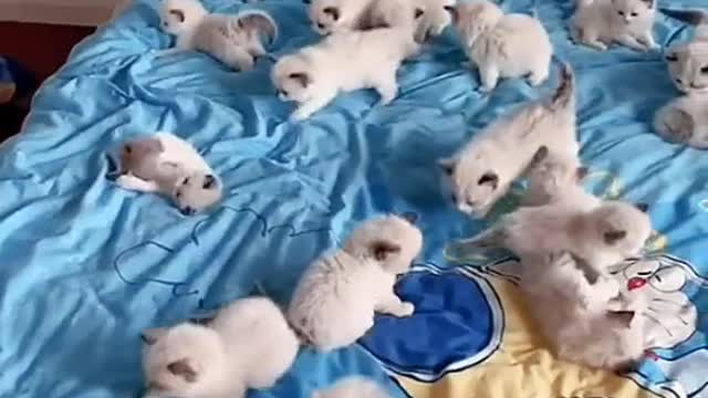 Funny cats lovers - cute cats kitten