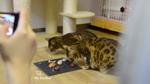 Homemade Sushi for Cats, even They Cook for Me Ms Yeah