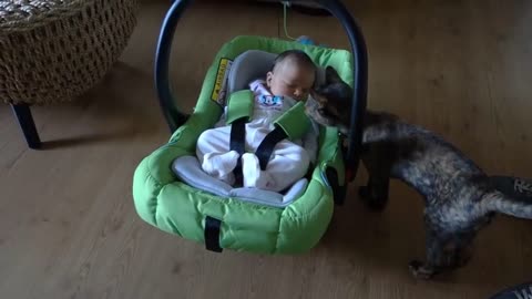 Cats Meeting newborn babies for the FIRST Time Compilation