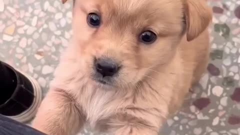 Cute baby puppy 🥰🥰🥰😘🥰🥰