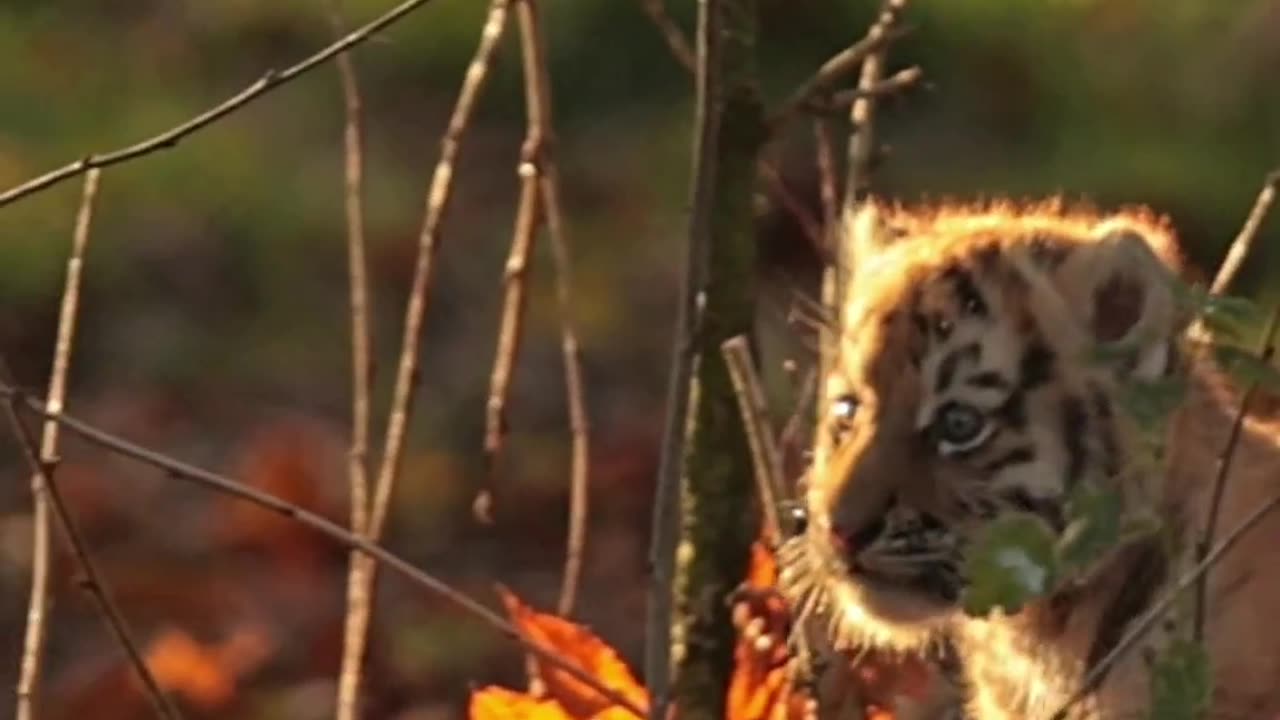 tiger video national geographic