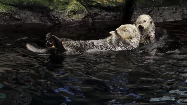 Sea otters swimming🥰💦