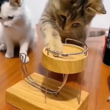 Funny & cute cat