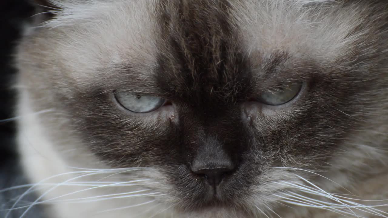Cat British Shorthair Chocolatepoint Enjoy Rest 🙃🙃