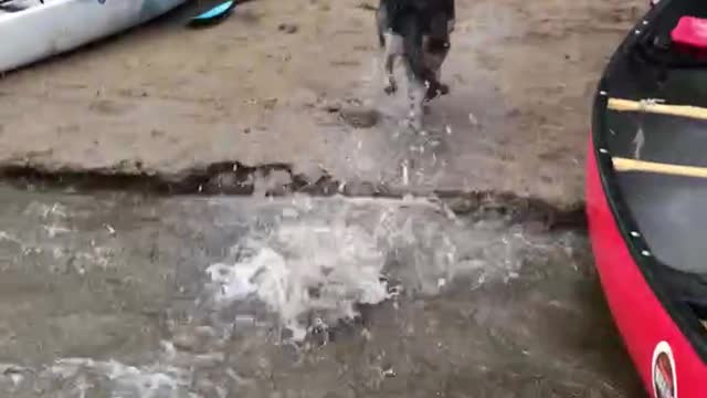 German Shepherd Canoeing for the first time.