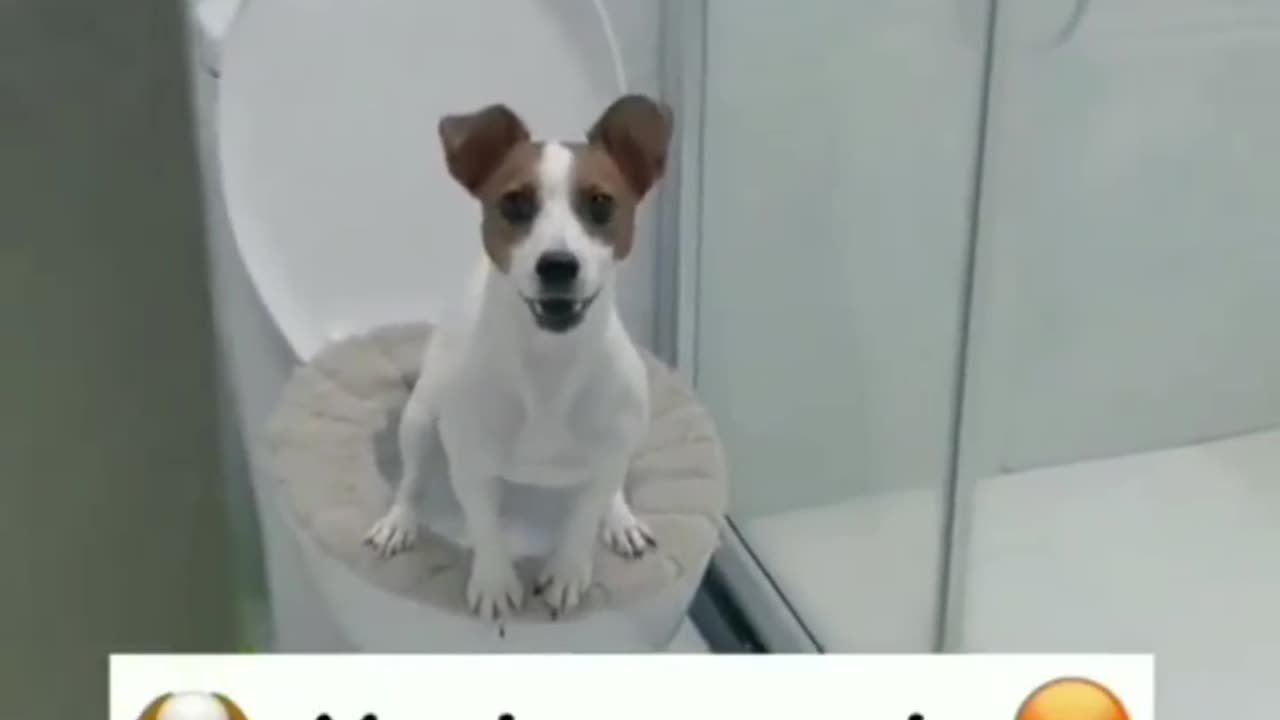 DOG Too Funny