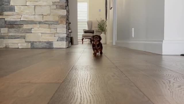 Its dog life Funny dog videos
