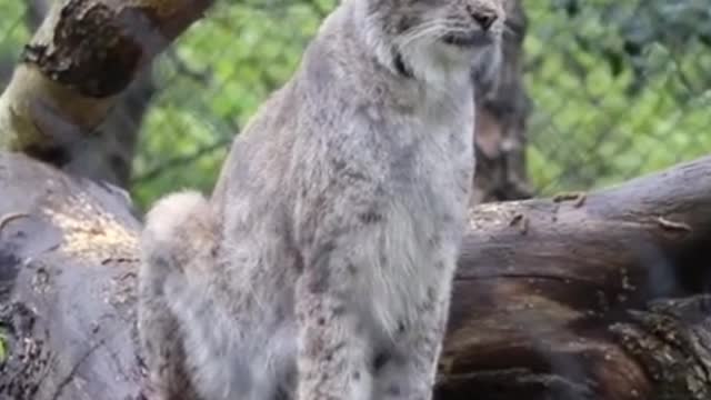 Get to know the Lynx cat, a beautiful and almost extinct species of wild predator