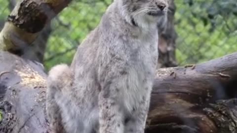 Get to know the Lynx cat, a beautiful and almost extinct species of wild predator