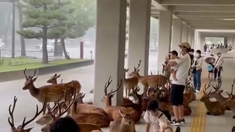 The situation in the Japanese city of Nara during a downpour 😍