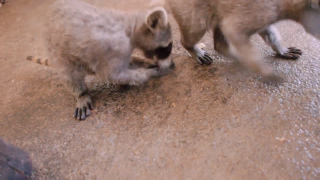 A newborn raccoon