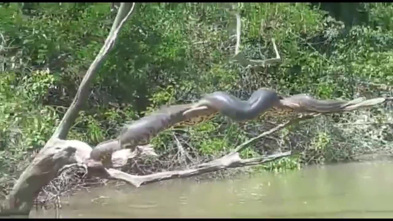 GIANT AMAZON SNAKE TAKING THE SUN ON TREE BRANCHES