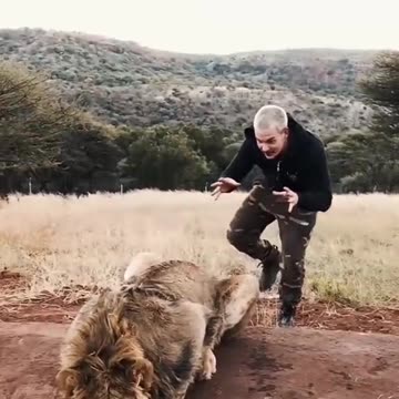 Tiger 🐯 Vs Donald trump fight lion