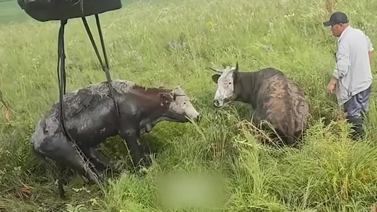 Rescuing a cow trapped in mud!