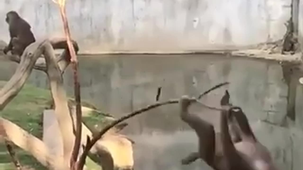 Funny monkey Having tree