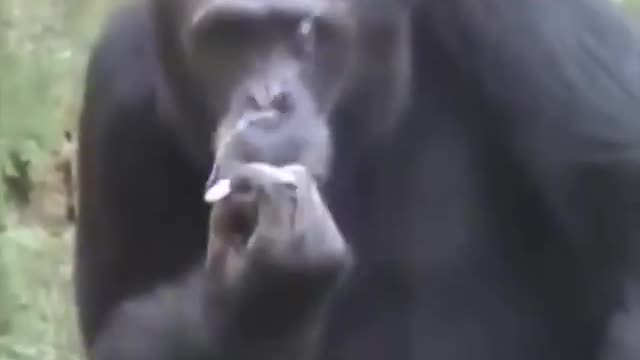 Funny Animal Show | Gorilla Funny Video | Gorilla show smoking