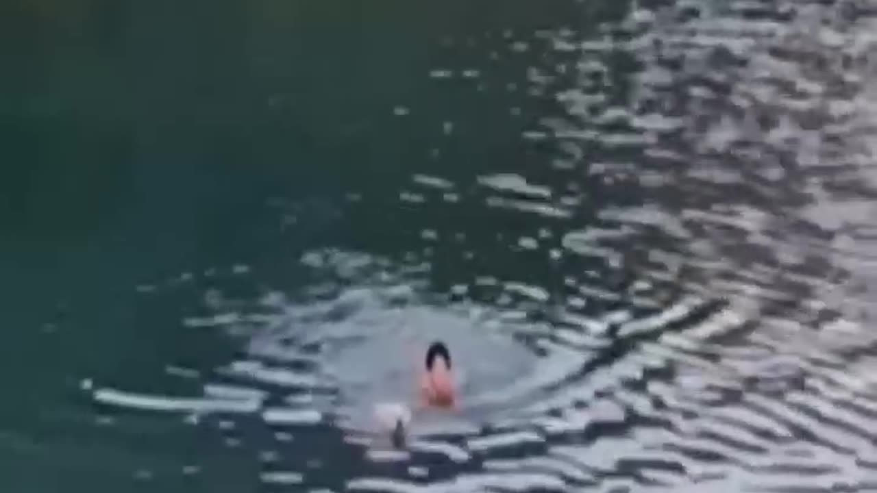 Funniest Videos 2022 😂 Funny Cats 🐱 and Dogs 🐶 Part 34