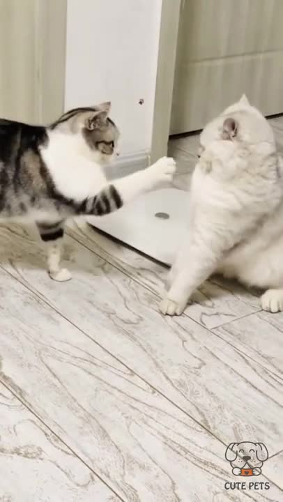 funny video cats