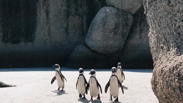 Cute Pinguins - Wild animal's life - Adorable