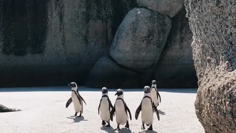 Cute Pinguins - Wild animal's life - Adorable