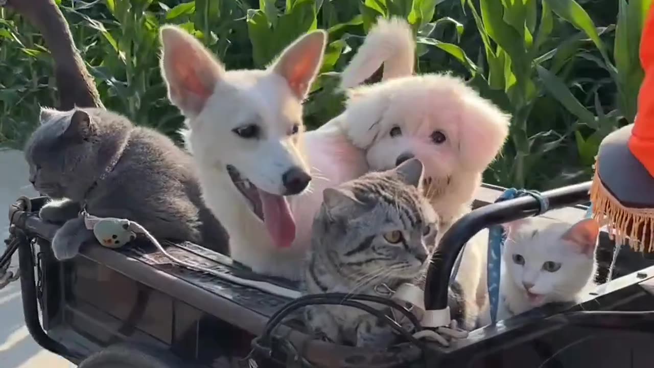 How are pets and animals sitting on the same cart?