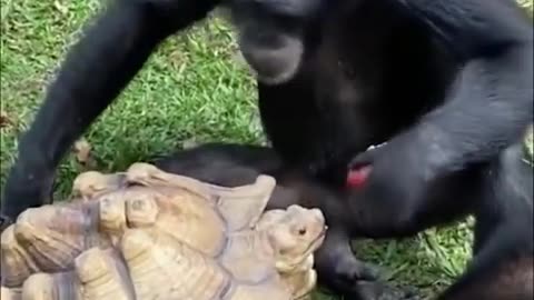Funny Animal Videos 2024 😂| The best funny pet videos! #2