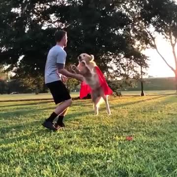 HERE COMES THE FLYING DOG.mp4