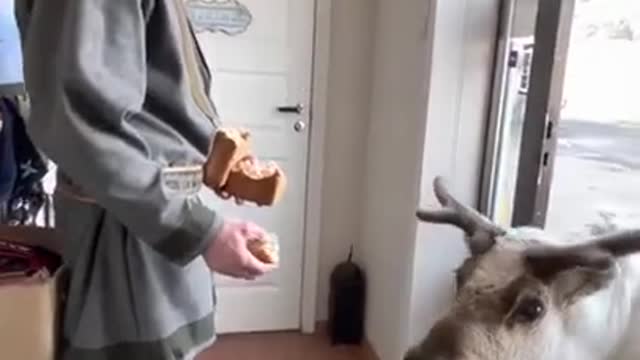 Guy Feeds Hungry Reindeer at Doorstep