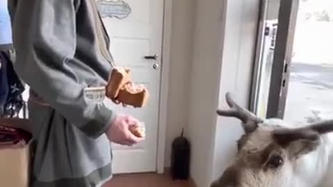 Guy Feeds Hungry Reindeer at Doorstep